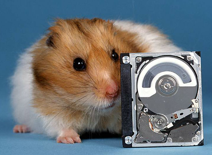 IBM 1-inch diameter Microdrive (1999) compared to a hamster